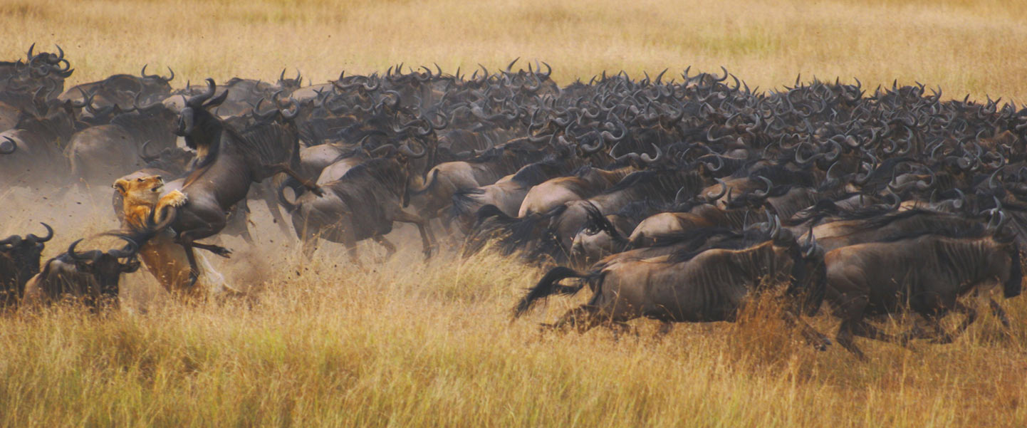 Great Migration Safari